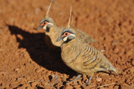 A pair of colorful spinifex pigeons
