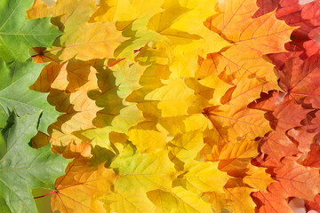 Naklejka na ściany i meble Exactly arranged bright maple leaves of different colors, texture surface background