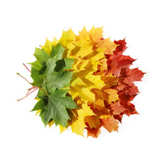 Circle of multicolored autumn maple leaves, on white background
