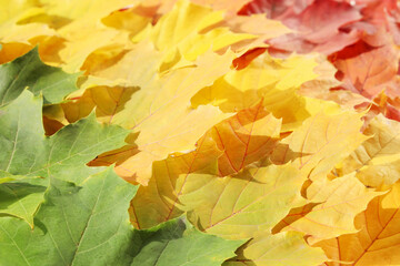 Exactly arranged bright maple leaves of different colors, texture surface background