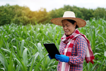 Fototapeta premium Asian farmer woman hold smart tablet to collect and search information, research about growth and diseases of plant at green corn field. Concept : smart farmer. Agriculture technology. Self learning