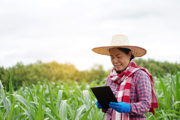 Asian farmer woman hold smart tablet to collect and search information, research about growth and diseases of  plant at green corn field. Concept : smart farmer. Agriculture technology.  Self learning