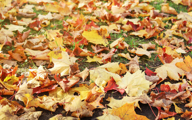 Bright dry maple leaves cover the entire ground surface