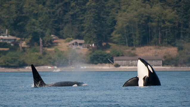 Orca Spy Hop Off San Juan Islands