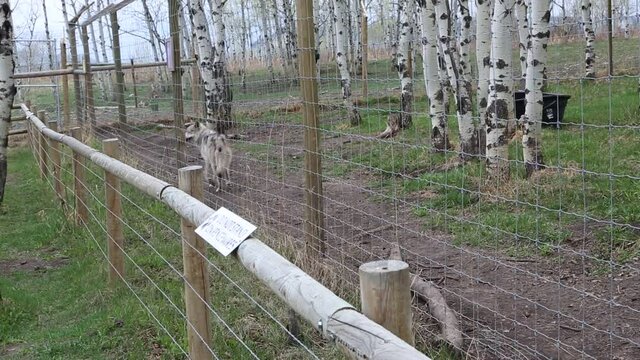 Anxious wolfdog, Canada