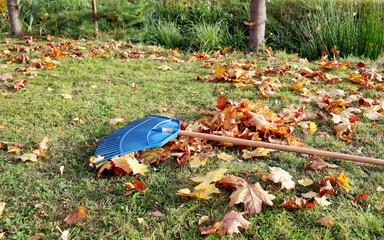 Garden leaf rake is on grass among maple leaves. Sunny bright day for cleaning lawn