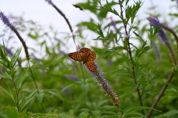 Obraz premium butterfly at hakuba