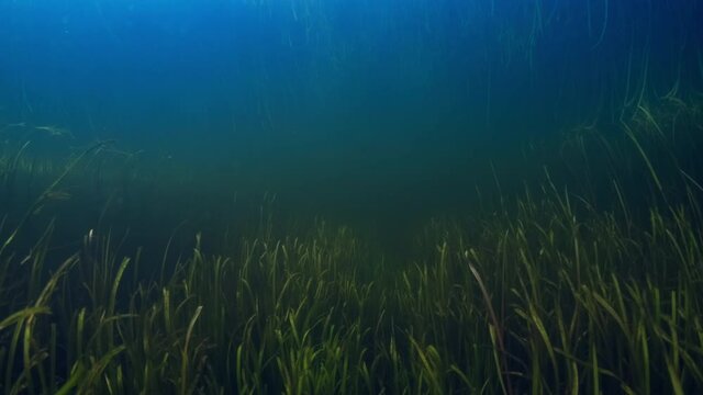Underwater view of the freshwater lake with green weed. Camera moves forward