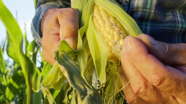 Farmer opening ripe corn and checking yellow grains close-up. Experienced agronomist looking at corn, working in farmland, plantation. Harvest time concept. Countryside life of gardener.