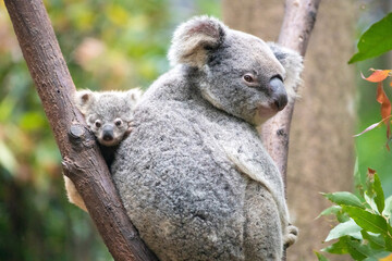 Baby koala’s face resting between a bare branch and it’s mother’s back.