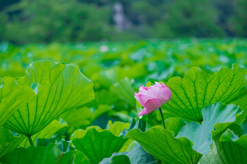 東京都台東区上野にある不忍池に咲く蓮の花