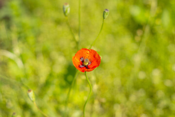 Red poppy flower close up.Beautiful nature background. Background, wallpaper, cover.