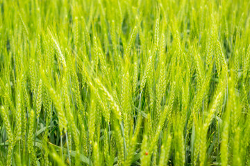 Texture of ripening ears of wheat close-up.Good harvest of cereals. Harvest year. Background, wallpaper, cover.