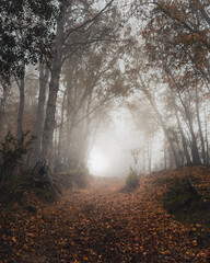 fog in the forest