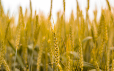 Texture of ripening ears of wheat close-up.Good harvest of cereals. Harvest year. Background, wallpaper, cover.