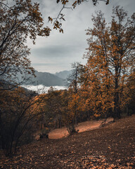 autumn in the forest