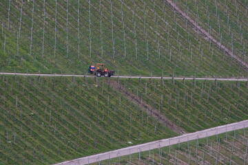 tractor on the vineyard