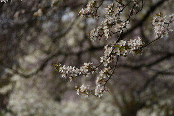 blossom in spring