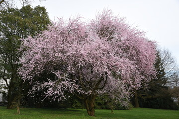 blooming tree in spring