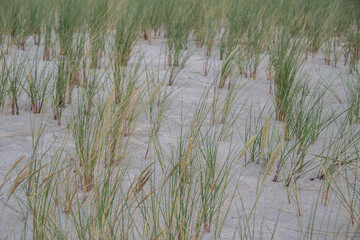 Sand with dune grass on the Baltic Sea