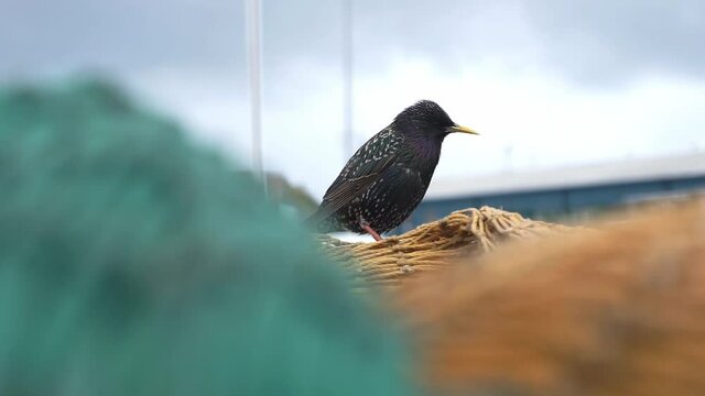 Star Vogel sitzt auf Fischernetzen am Hafen in Dublin