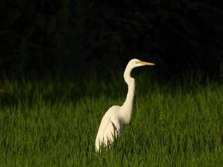 朝日を浴びた白鷺　小牧市農村地域の自然