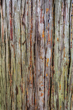 Tree bark with wood resin drops texture background. Cunninghamia lanceolata or China-fir close-up