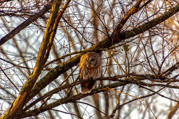 owl sitting on a branch