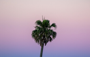 Palm Trees at Sunset in Isumi, Chiba Japan a stunning pink sky can be seen behind the tree. Its a wonderful view.
