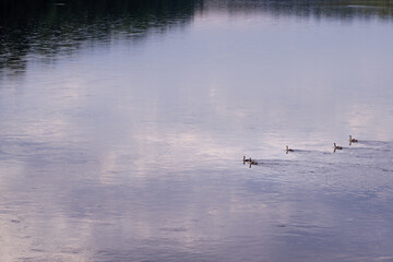 swans on the lake