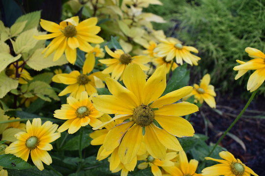 yellow sun flowers in the garden
