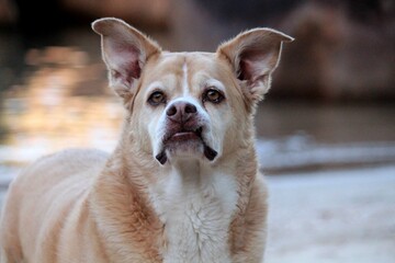 animal cachorro - au au 