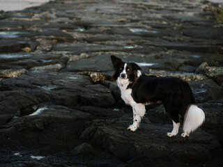 border collie dog on seashore