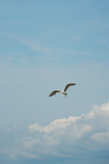 seagull