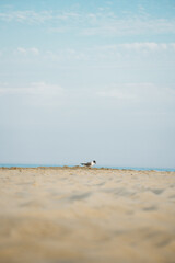 seagull on beach