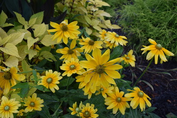 yellow daisy  flowers in the garden