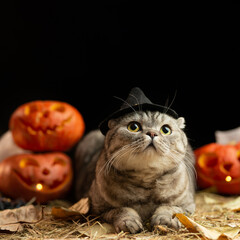 Halloween cat in witch costume. Halloween party costumes trick or treat sweets