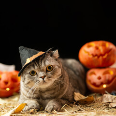 Scary halloween pumpkin Jack-o-lantern and cat in the hat on a black background