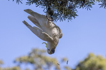 Sulphur-crested Cockatoo feeding on acacitree seed pods