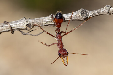 Australian Bull Ant on stick