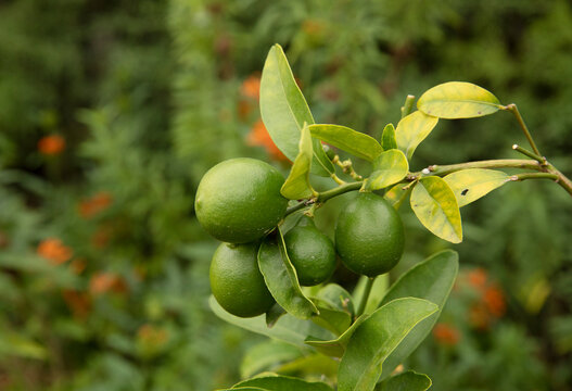 Aurantifolia Bilder Durchsuchen 480 Archivfotos, und