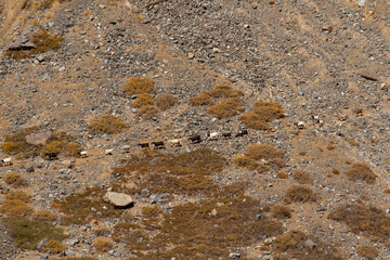 Herd of goats walking across the arid desert and mountains. 