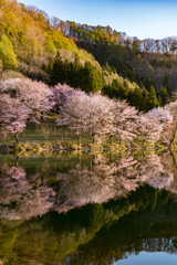 Naklejka premium 中綱湖 大山桜 満開