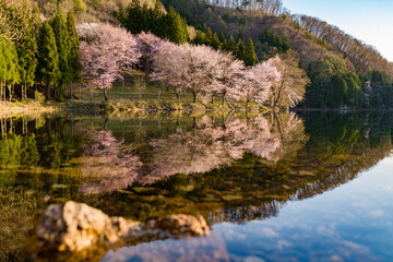 中綱湖　大山桜　満開