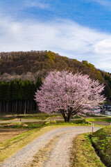 野平の桜　桜　満開