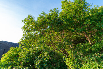 山梨県、静岡県にある富士山を登山する風景 A view of climbing Mt. Fuji in Yamanashi and Shizuoka Prefectures.