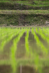 Obraz premium 植えられたばかりの稲の苗 