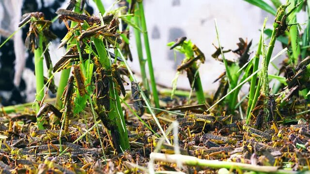 Panning shot of thousands of locusts eating crops, locust plague in China
