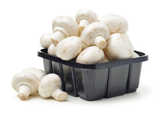 Shiitake mushroom on the White background 