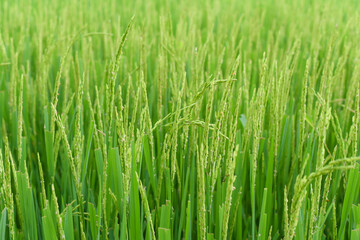 Fototapeta na wymiar In season, the rice is blooming beautifully.